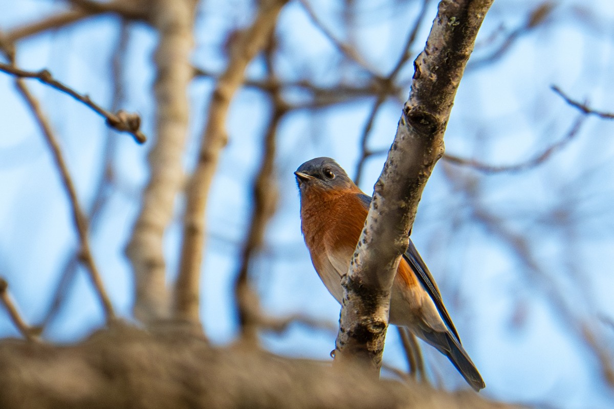 Eastern Bluebird - ML645725666