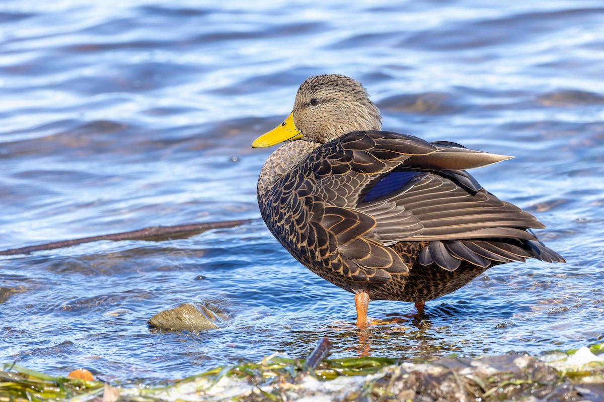 American Black Duck - ML645725674