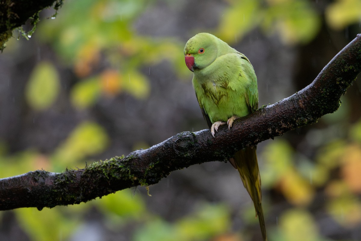 Parrocchetto dal collare - ML645725682