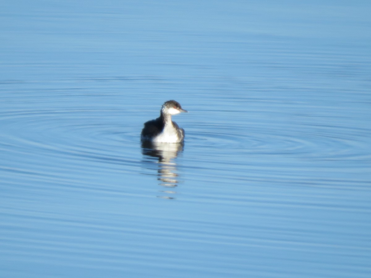 Horned Grebe - ML645725700