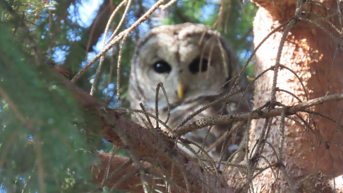 Полосатая неясыть - ML645725703