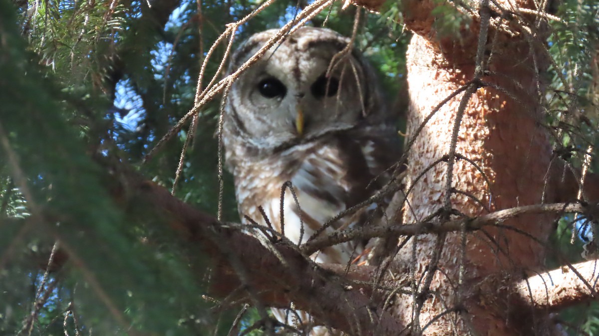 Полосатая неясыть - ML645725704