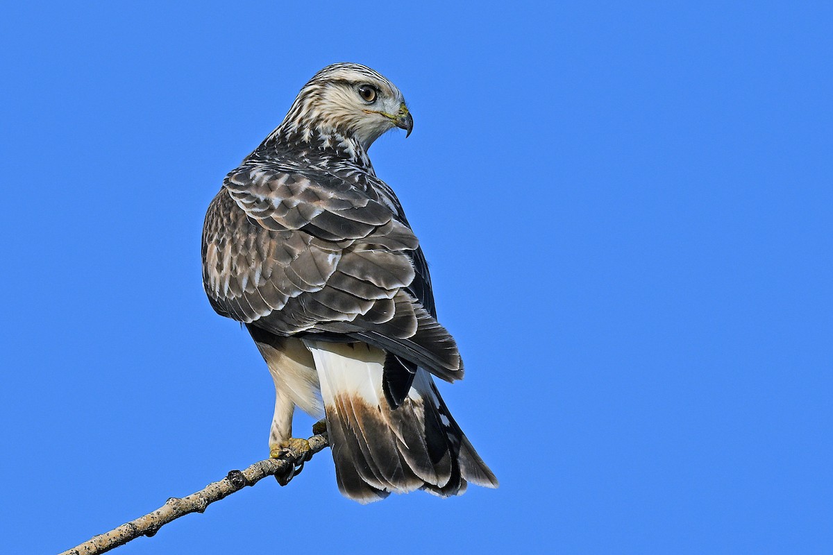 káně rousná - ML645725707