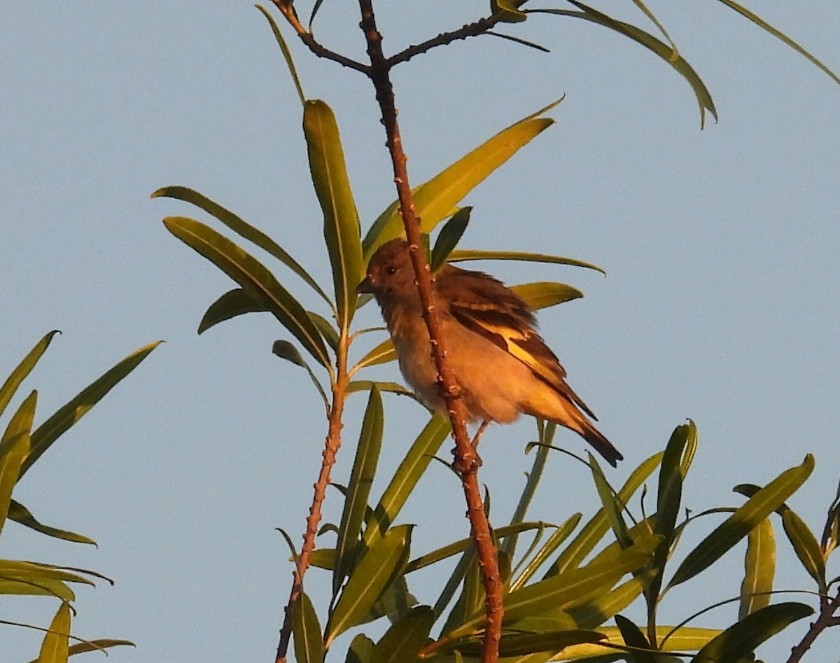Hooded Siskin - ML645725711