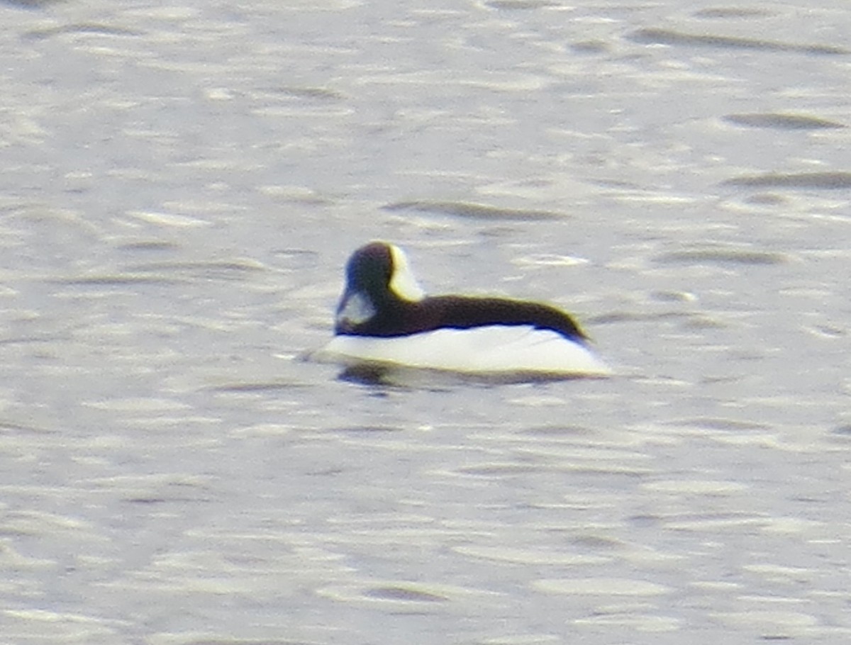 Bufflehead - ML645725720