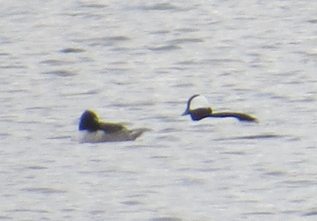 Bufflehead - ML645725721