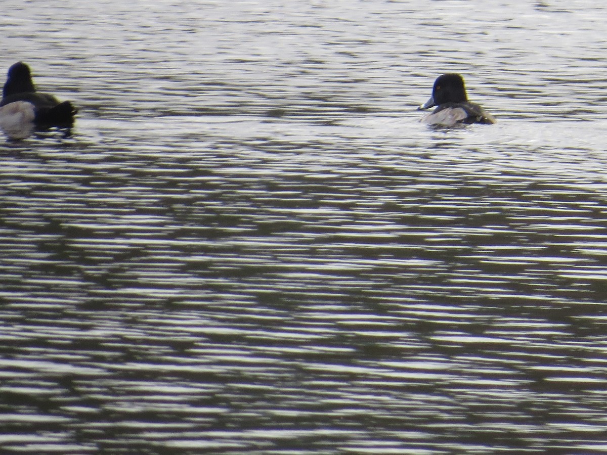 Ring-necked Duck - ML645725737