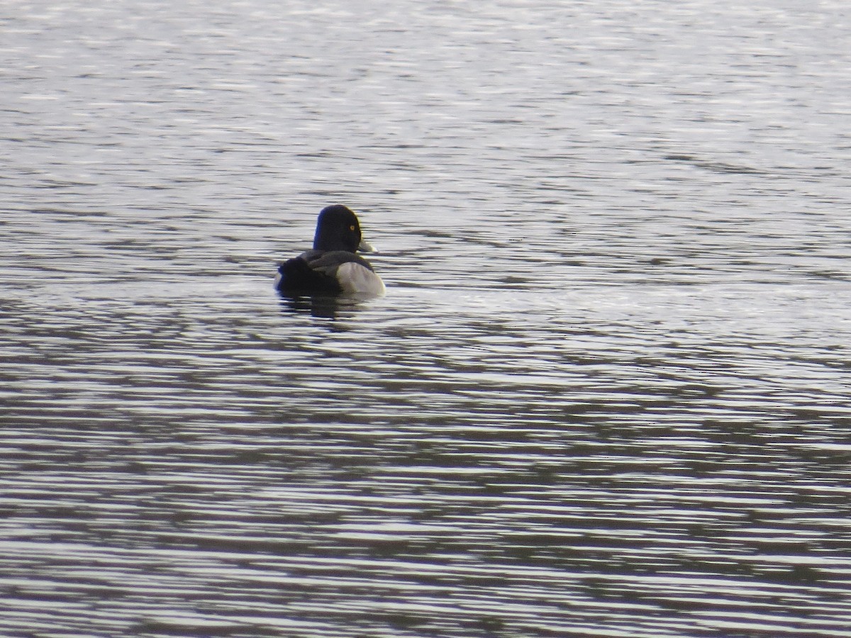 Ring-necked Duck - ML645725738