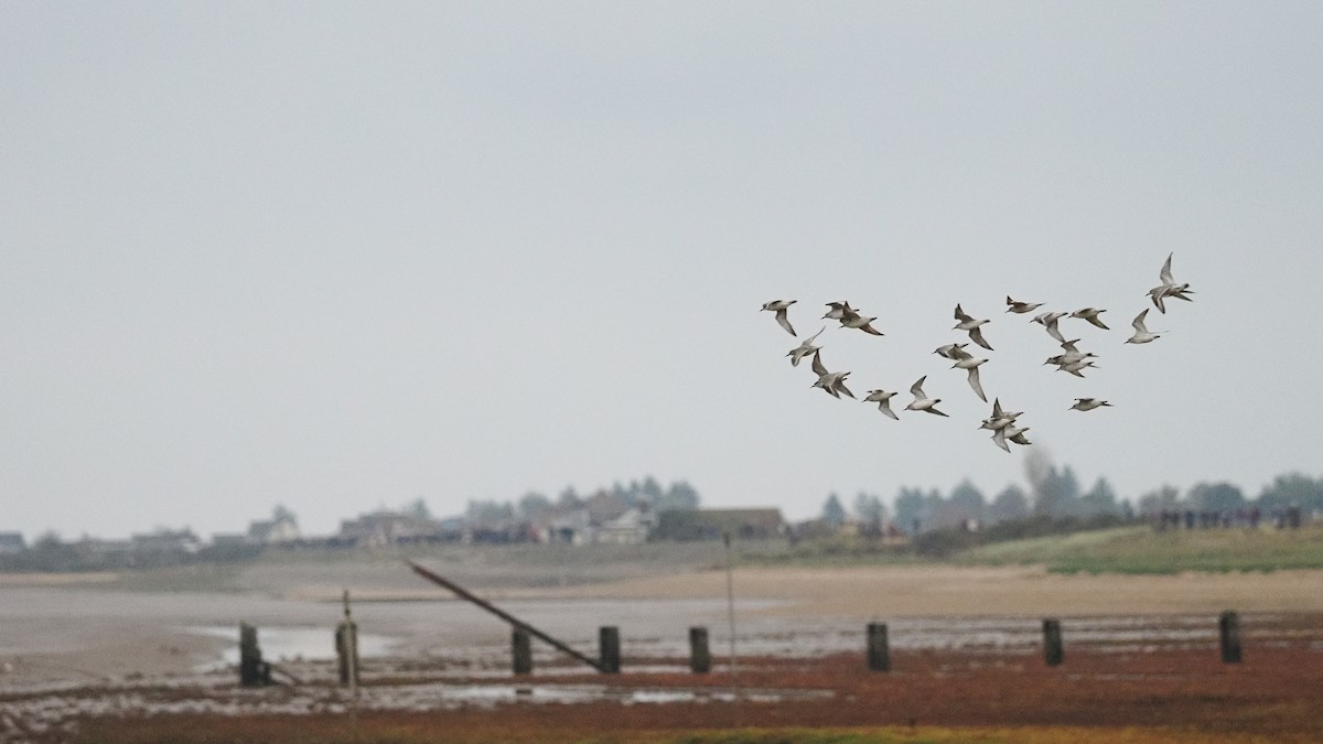 Red Knot - ML645725745