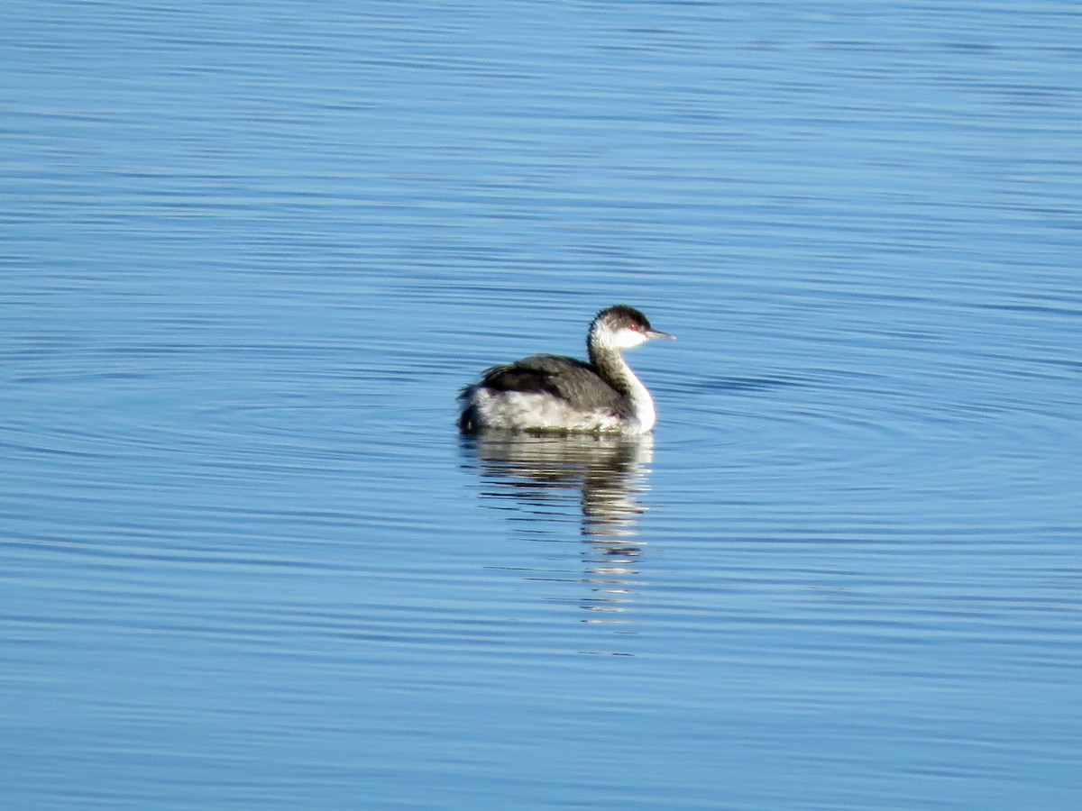 Horned Grebe - ML645725749