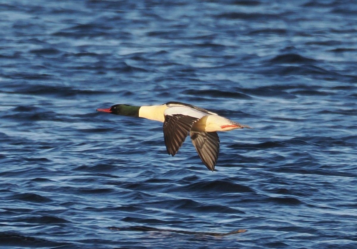 Common Merganser - ML645725769