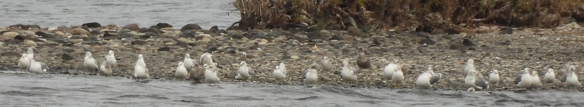 gull sp. - ML645725773