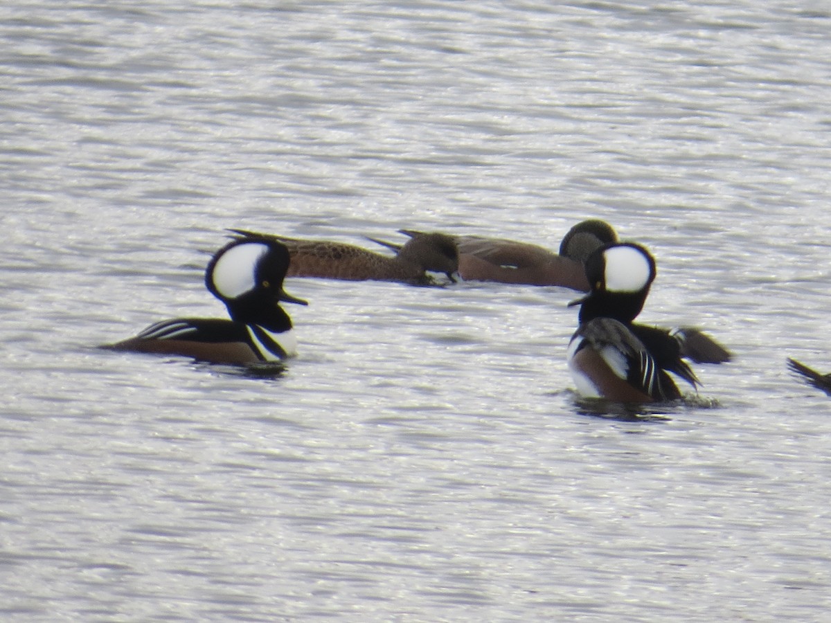 Hooded Merganser - ML645725774