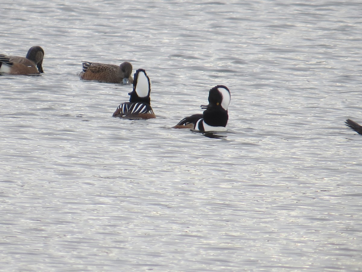 Hooded Merganser - ML645725775