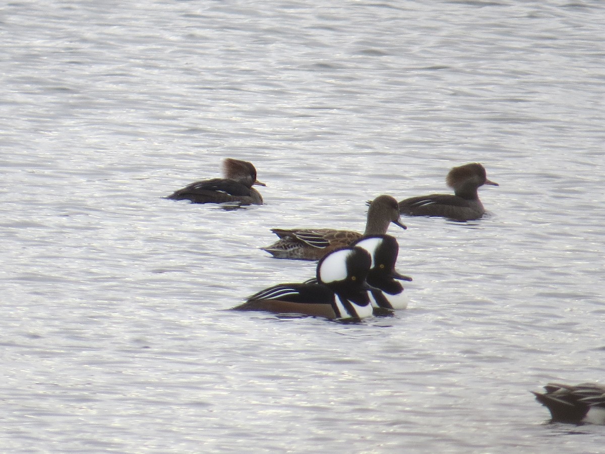 Hooded Merganser - ML645725776