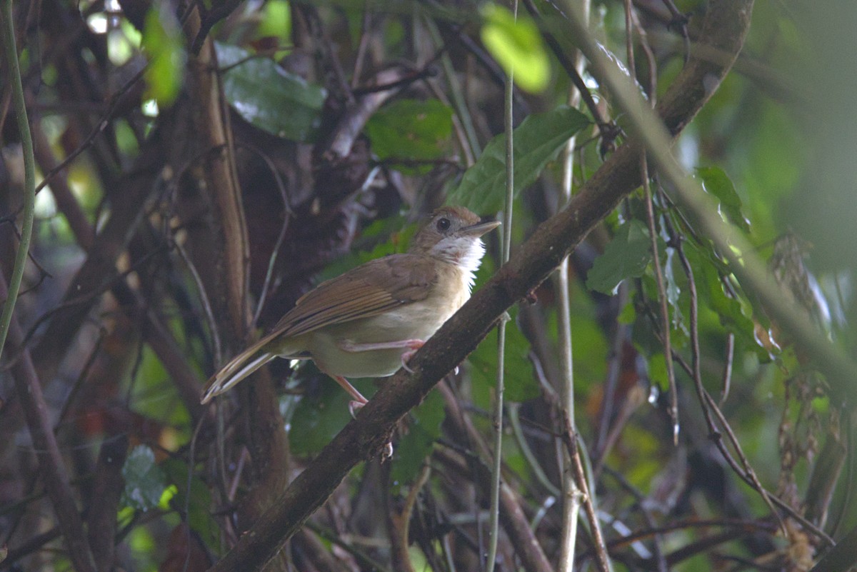 Tordina de Puvel - ML645725782