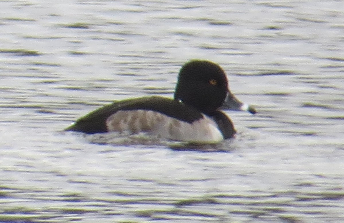 Ring-necked Duck - ML645725783