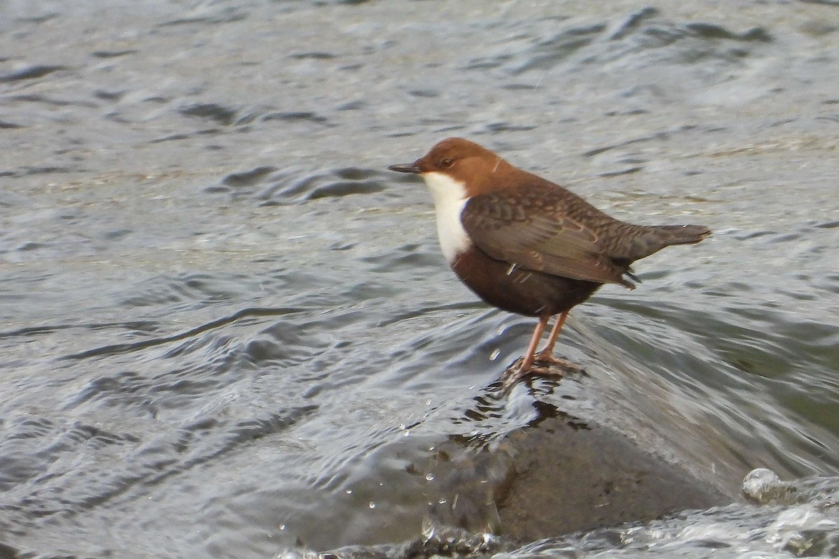 אמודאי הנחלים - ML645725784