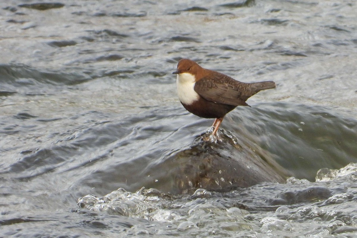 אמודאי הנחלים - ML645725785