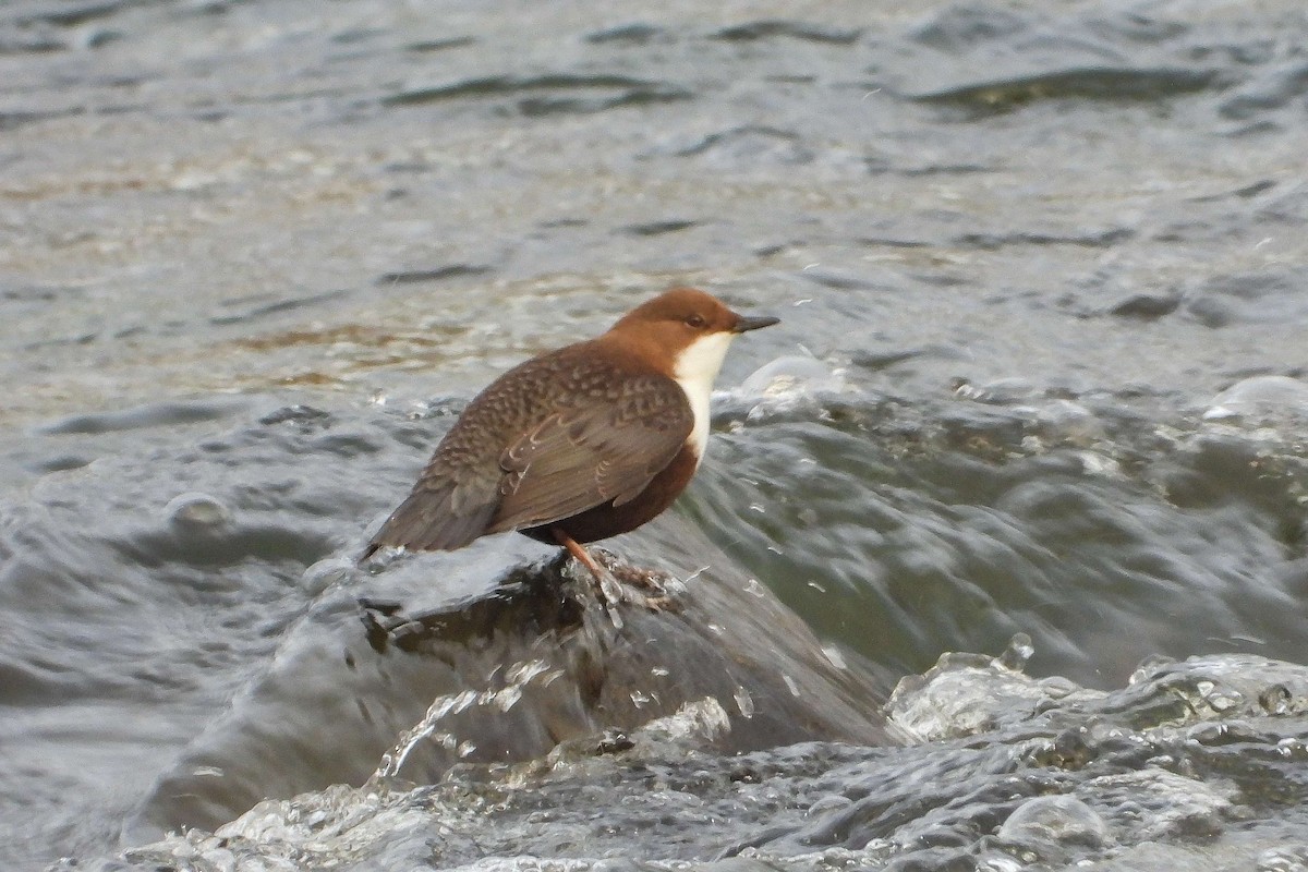 אמודאי הנחלים - ML645725786