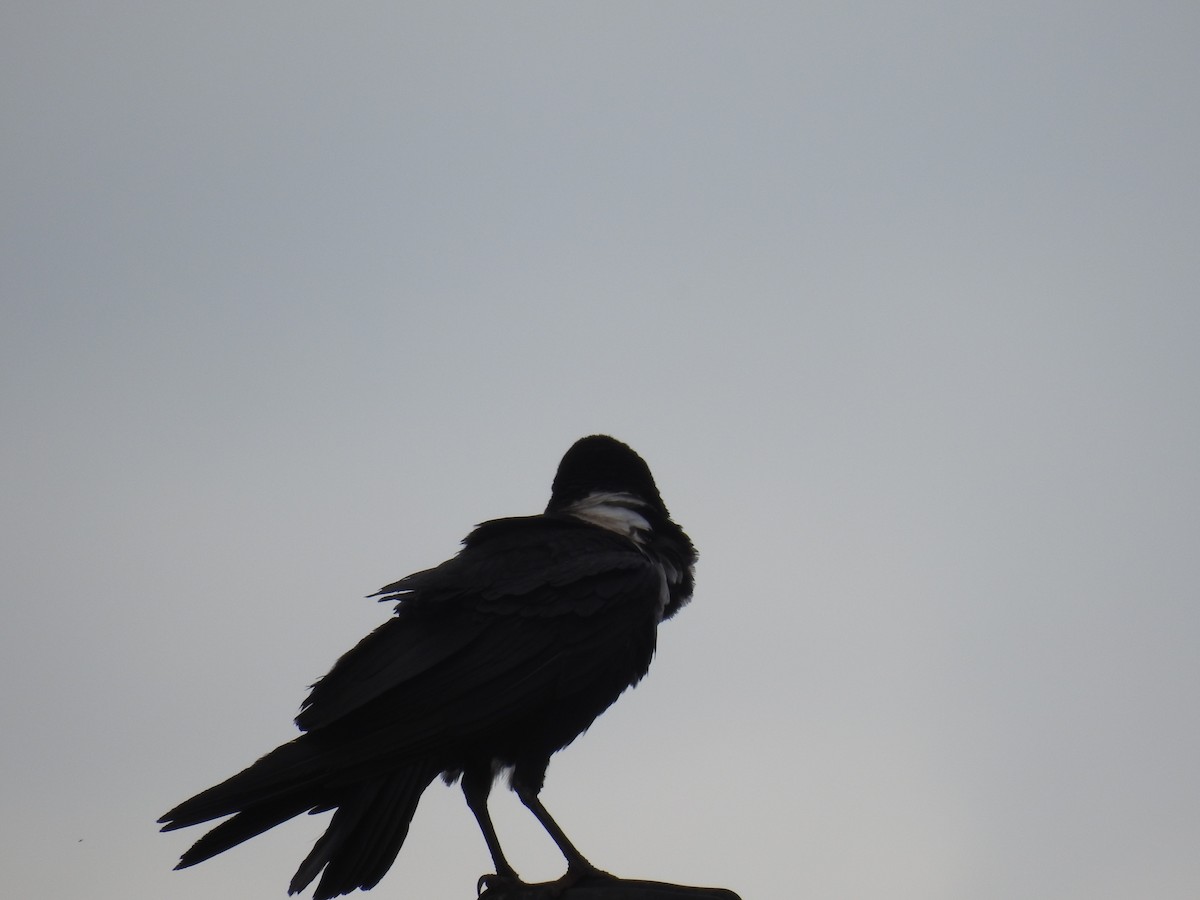 White-necked Raven - ML645725789