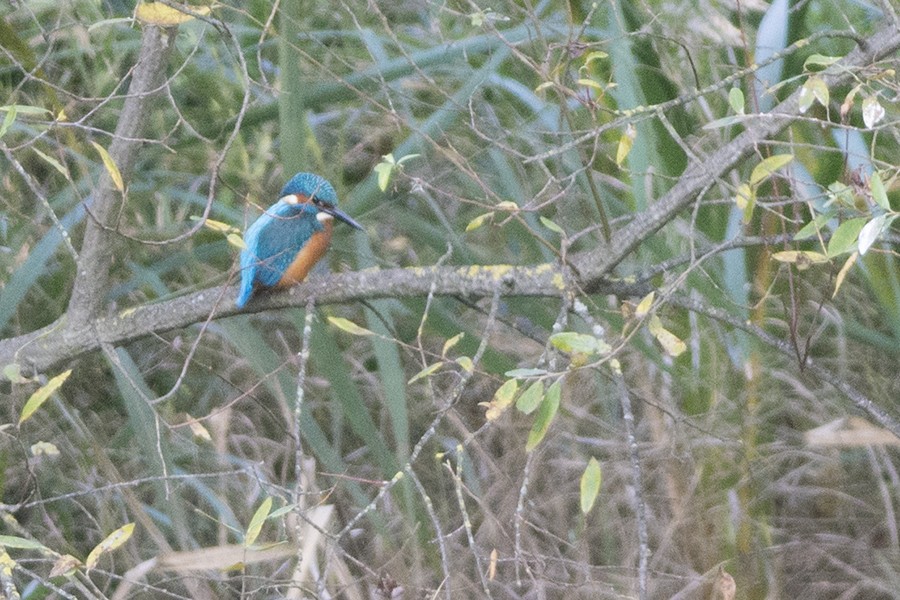 Common Kingfisher - ML645725790