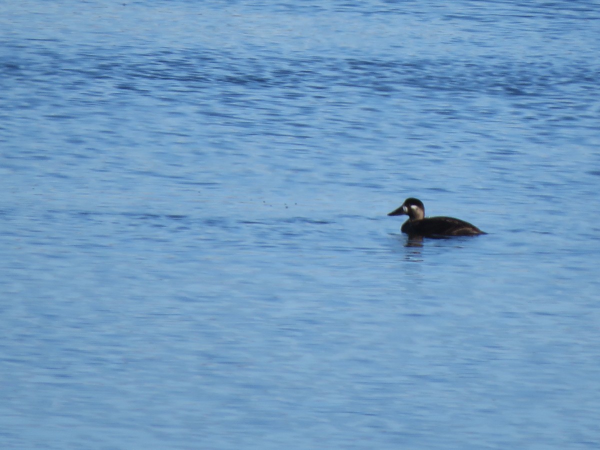 Surf Scoter - ML645725791