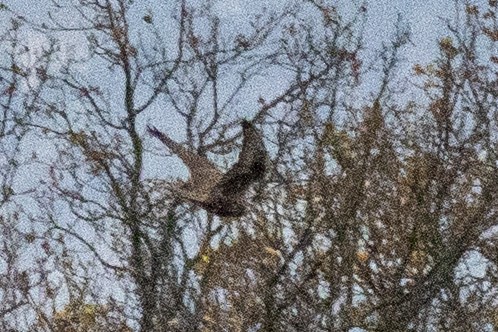 Балобан - ML645725792