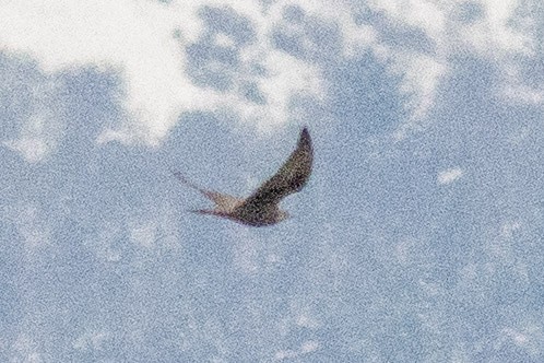 Балобан - ML645725793