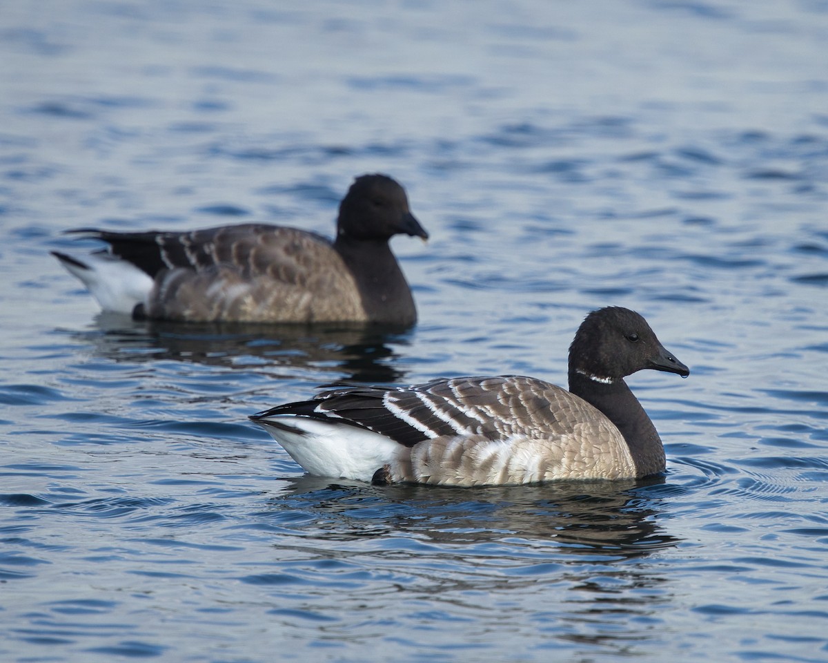 Brant - ML645725796