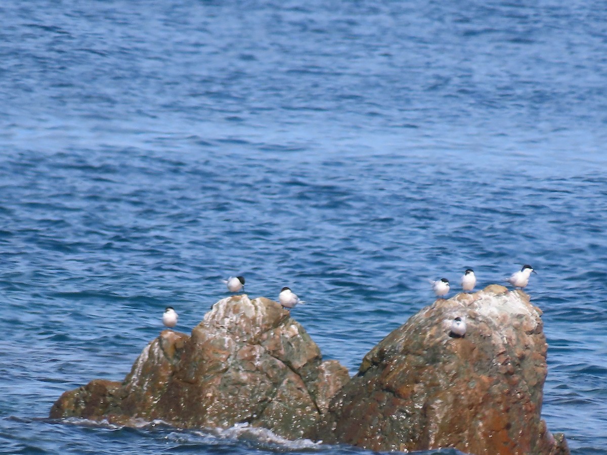 White-fronted Tern - ML645725798