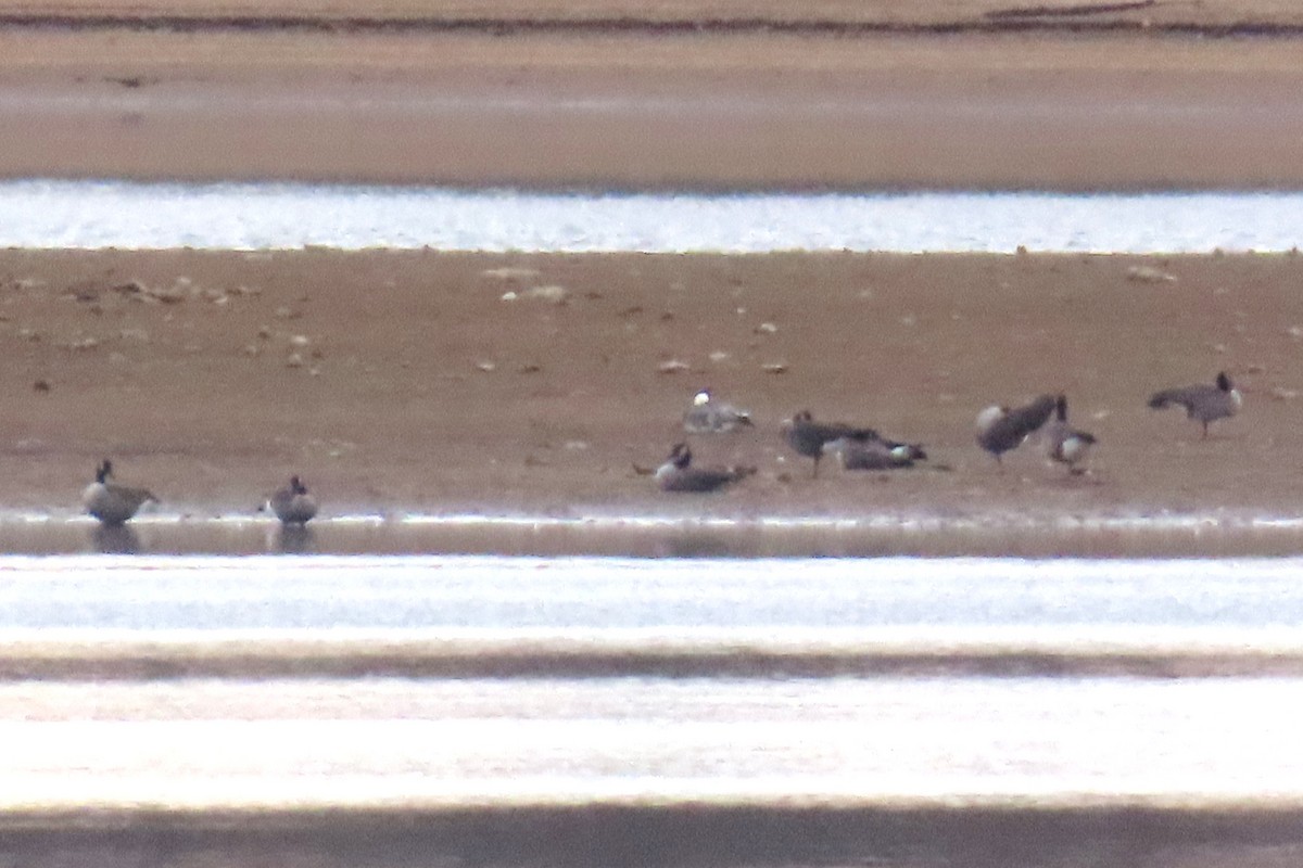 snøgås - ML645725802