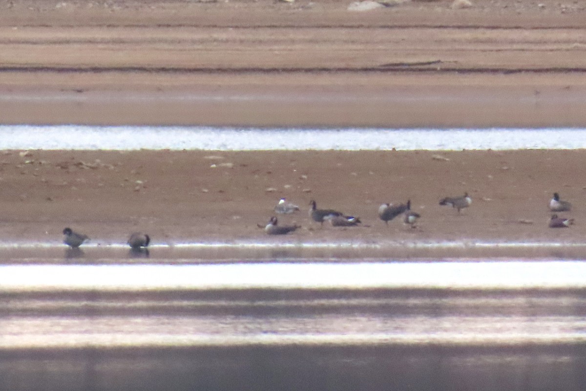 snøgås - ML645725803