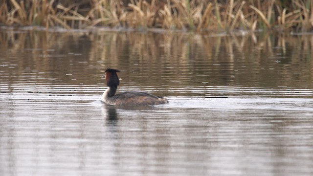 Пірникоза велика - ML645725805
