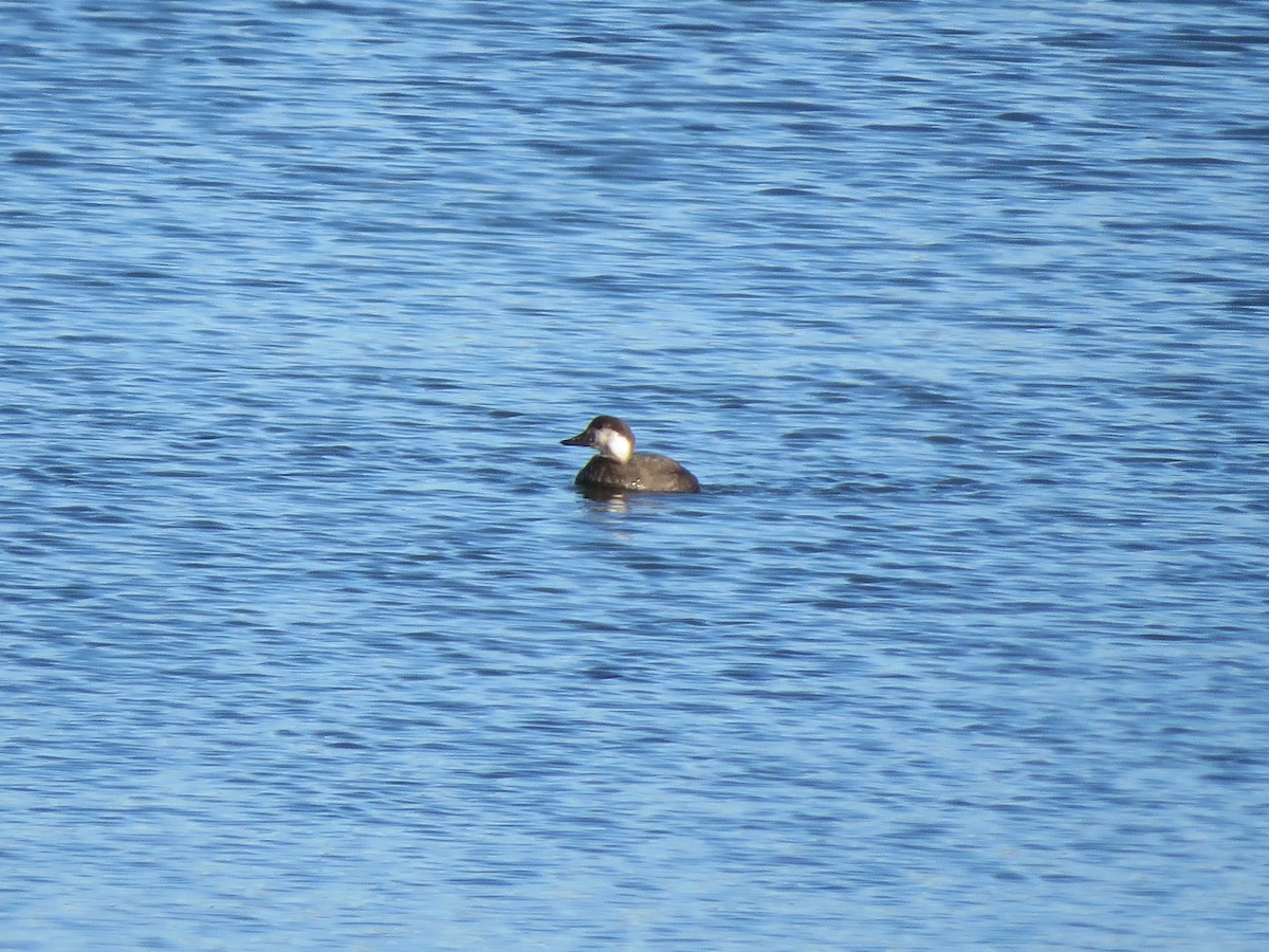 Black Scoter - ML645725812