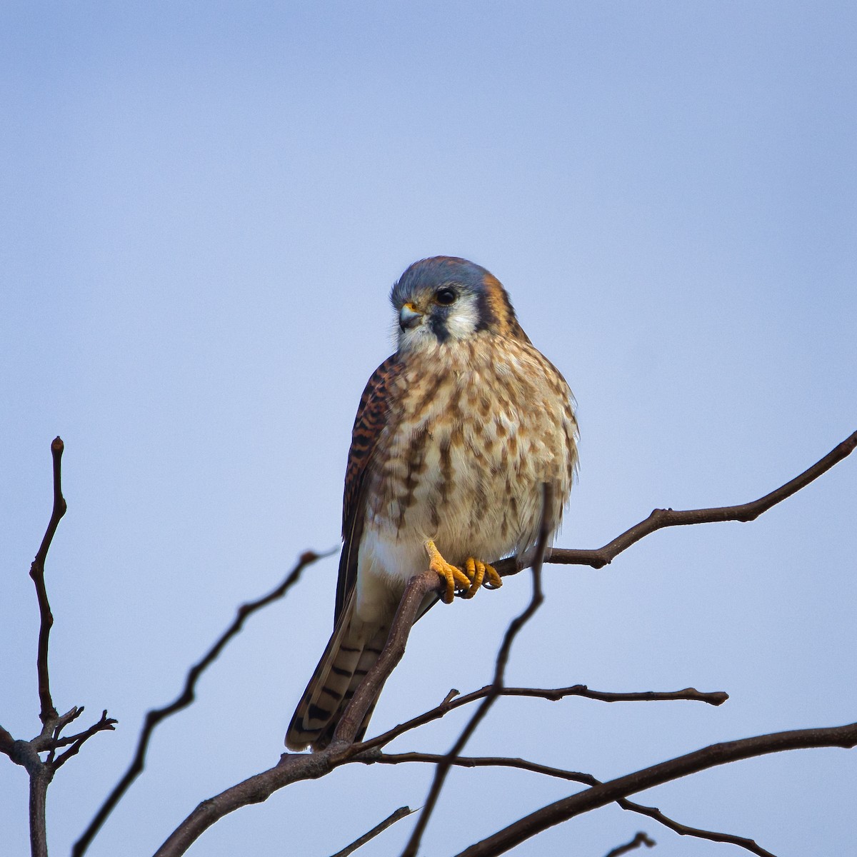 American Kestrel - ML645725814