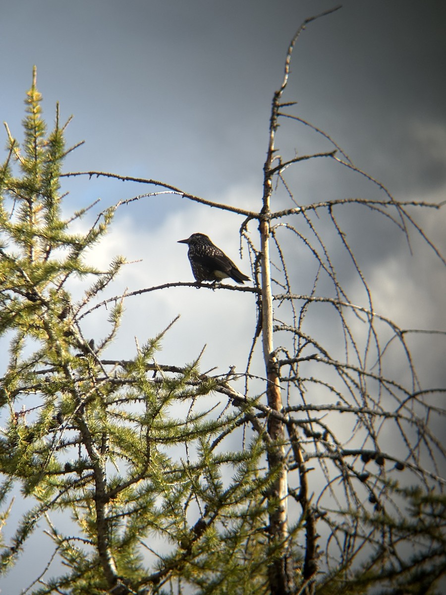 Northern Nutcracker - ML645725815