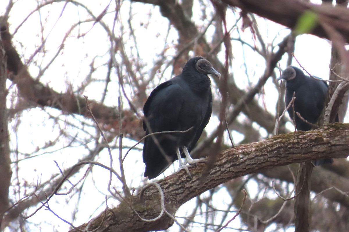 svartkondor - ML645725819