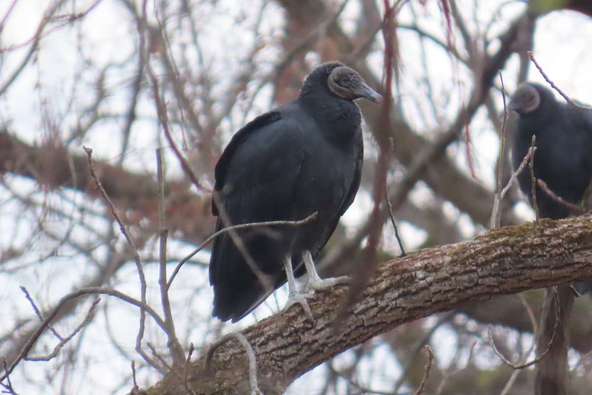 svartkondor - ML645725820