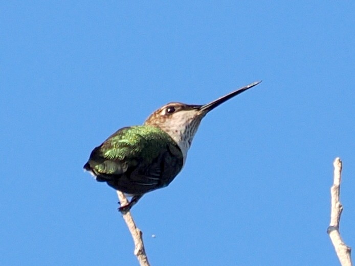 Ruby-throated Hummingbird - ML645725823