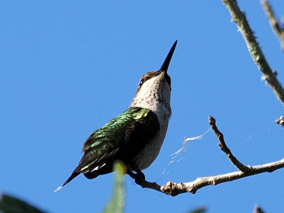 Ruby-throated Hummingbird - ML645725824