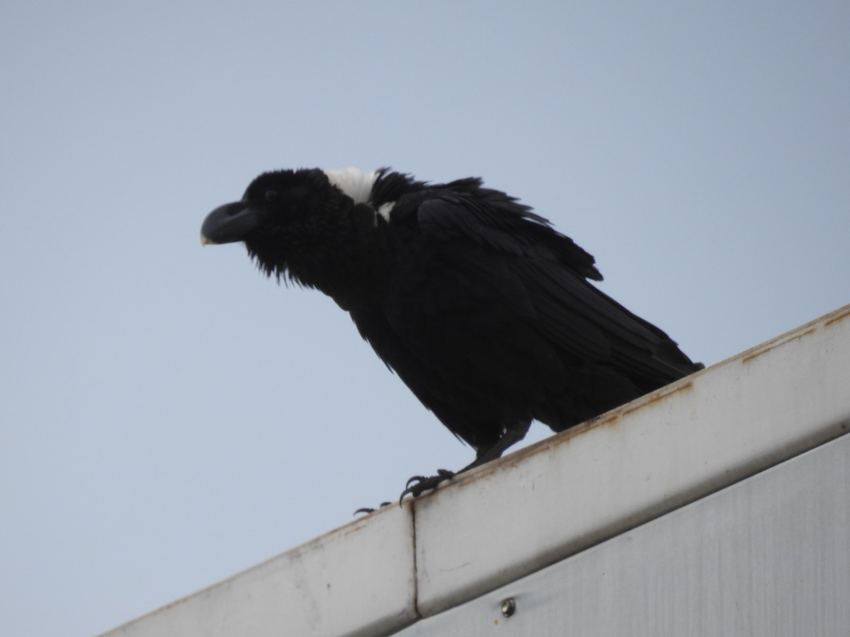 White-necked Raven - ML645725830