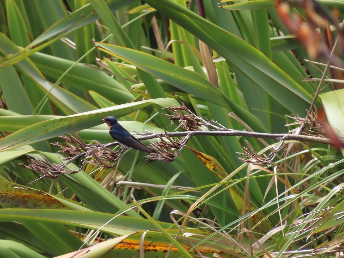 Welcome Swallow - ML645725831