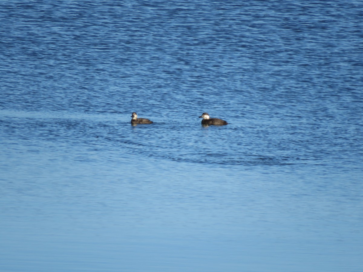 Black Scoter - ML645725835
