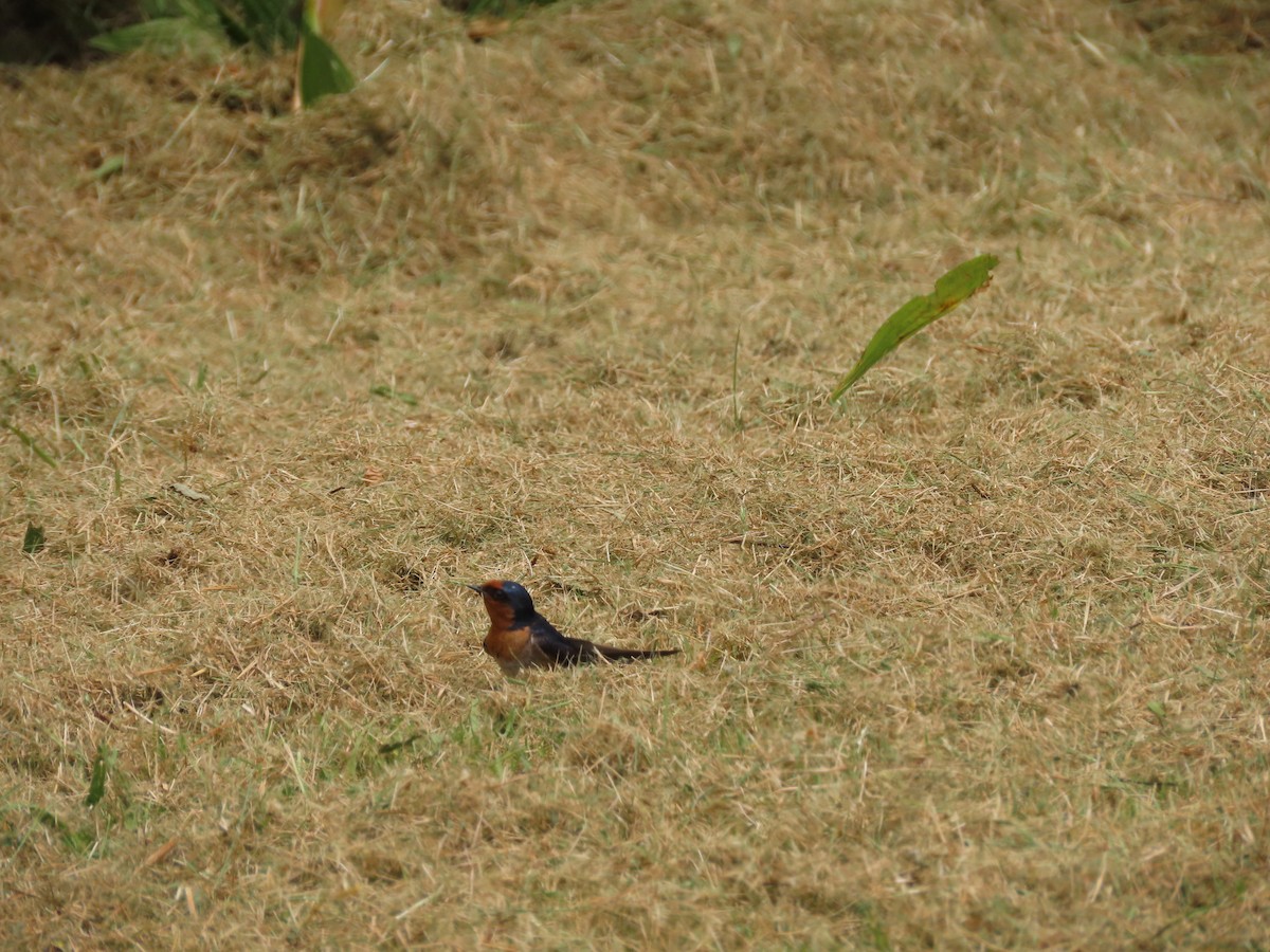 Welcome Swallow - ML645725839