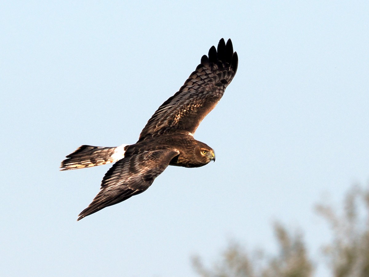 Northern Harrier - ML645725841