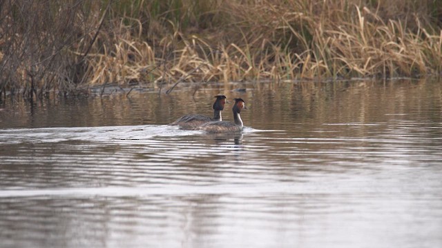 Пірникоза велика - ML645725843