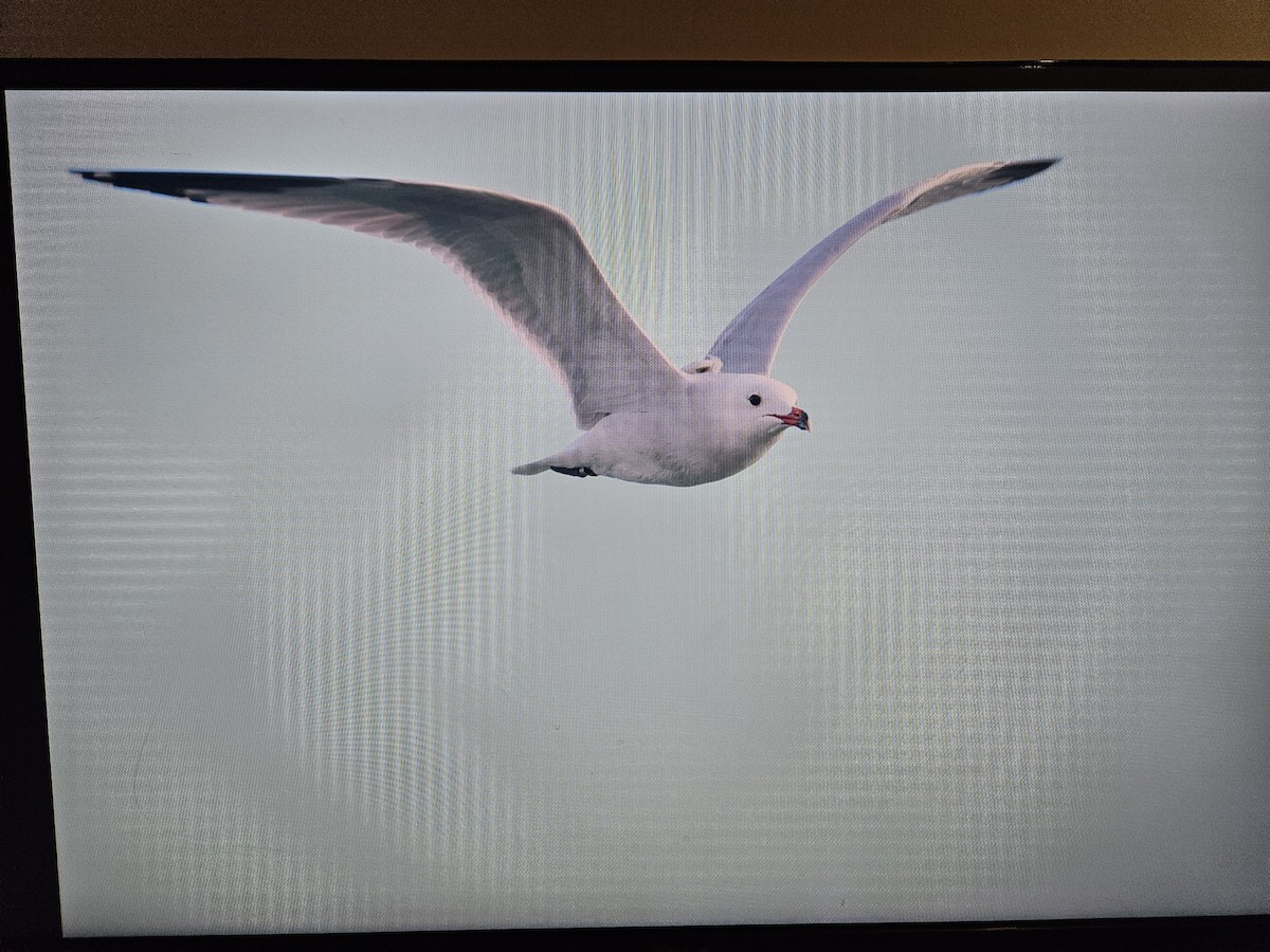 Audouin's Gull - ML645725846