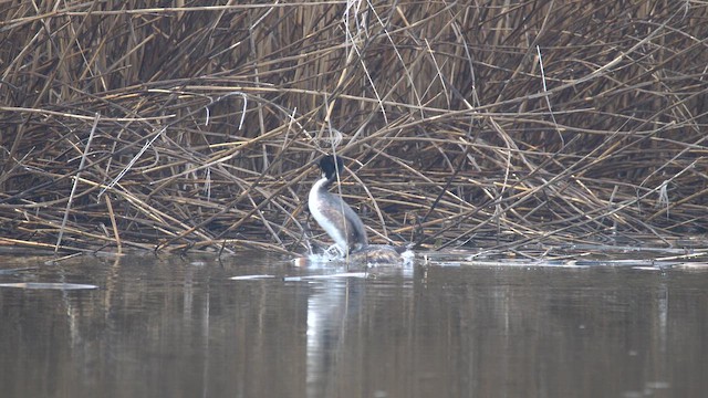 Пірникоза велика - ML645725847