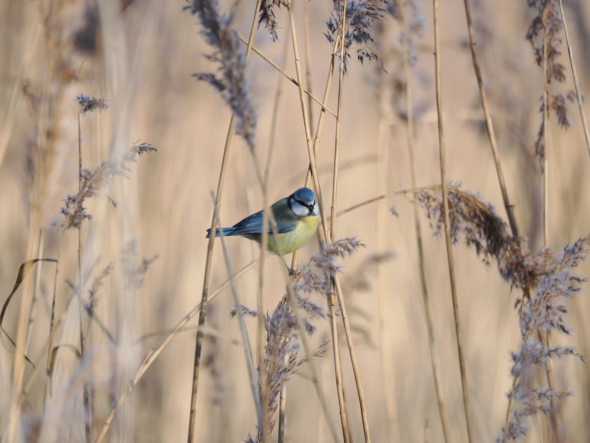 sýkora modřinka - ML645725859